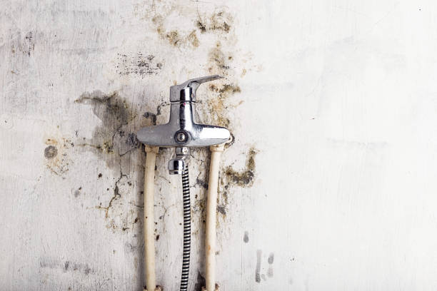 Best Residential Mold Remediation in Carthage, TX