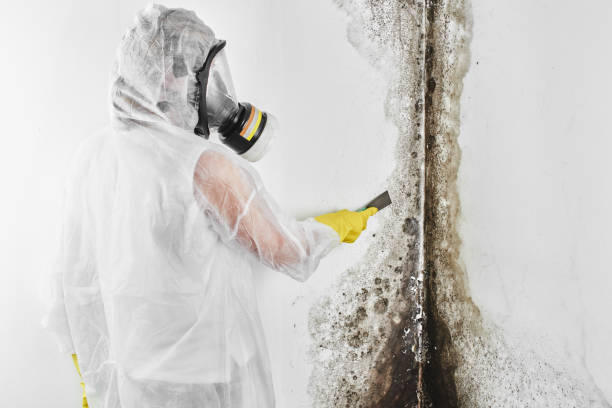 Best Mold Remediation for Specific Building Types in Carthage, TX