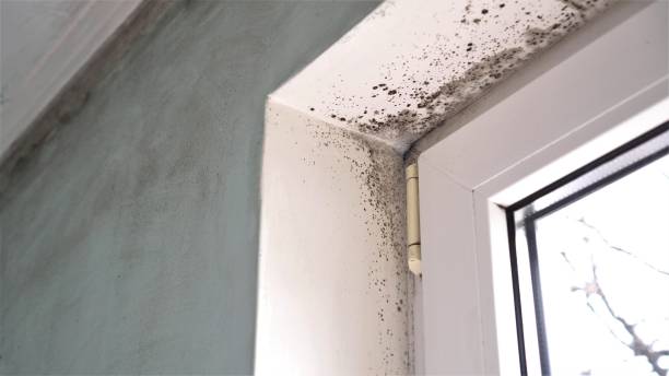 Best Health and Safety Mold Remediation in Carthage, TX