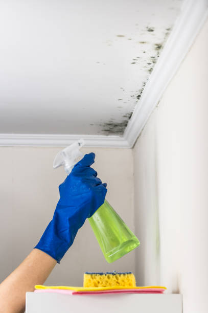 Best Attic Mold Remediation in Carthage, TX